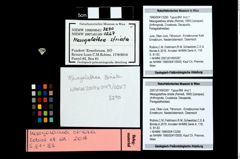 Foto (Objekt + Etikett) von Mesogalathea striata (Remeš, 1895)  (NHMW-GEO-1990-0041-3290)